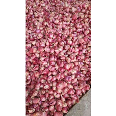 

bawang merah asli brebes