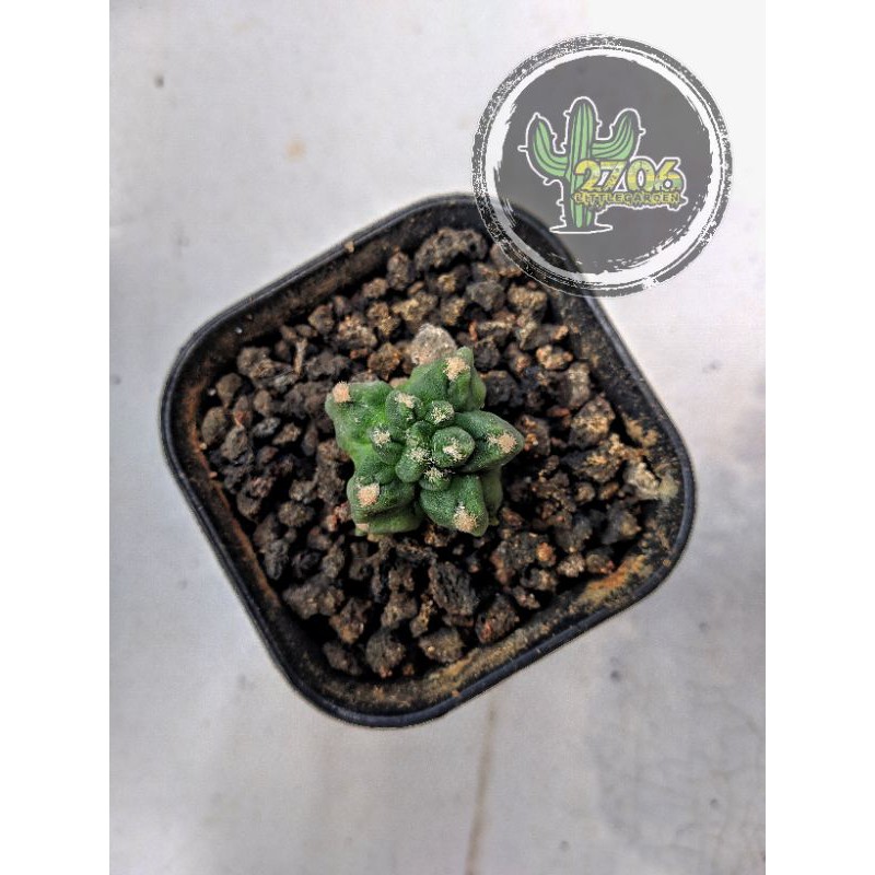 Gymnocalycium Cv. Kikko