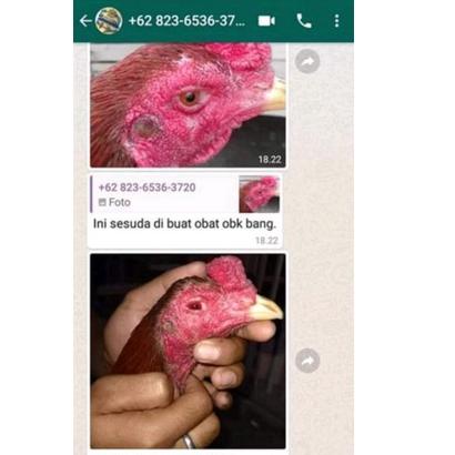 [BiL ㊑] Mata Ayam Obat Mata Burung , Obk Mata, Obk Mata Ayam ||Diskon Promo