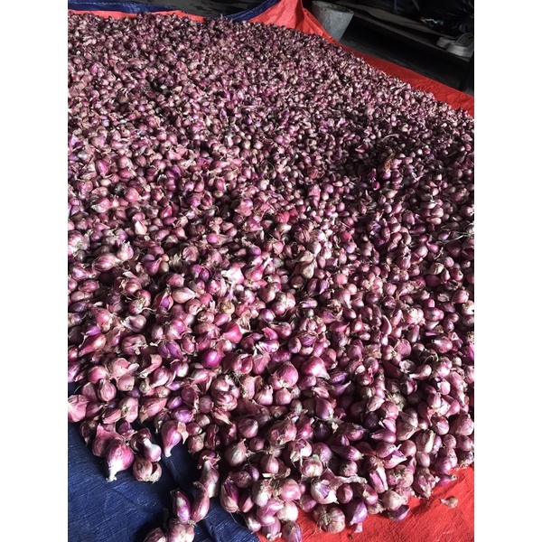 

Bawang Merah Jogja