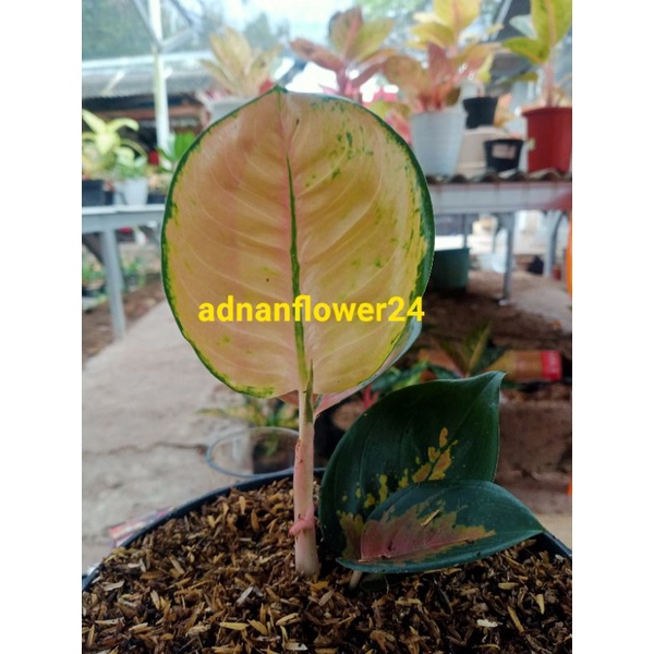 aglonema murah aglonema sultan Brunai anakan