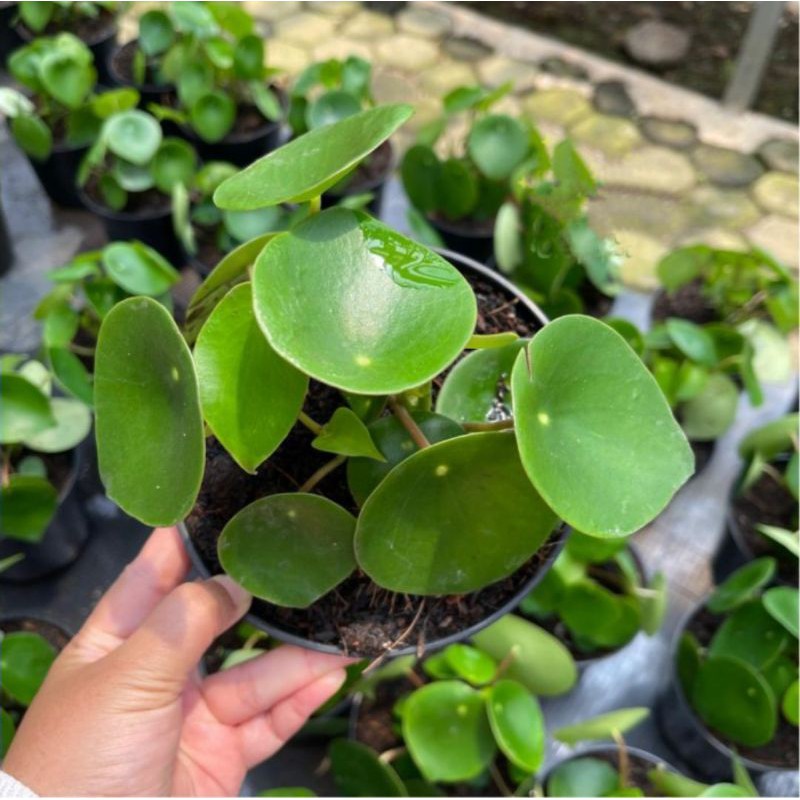 Tanaman Hias Peperomia Raindrop - Peperomia Polybotrya - Tanaman Hias Indoor - Peperomia