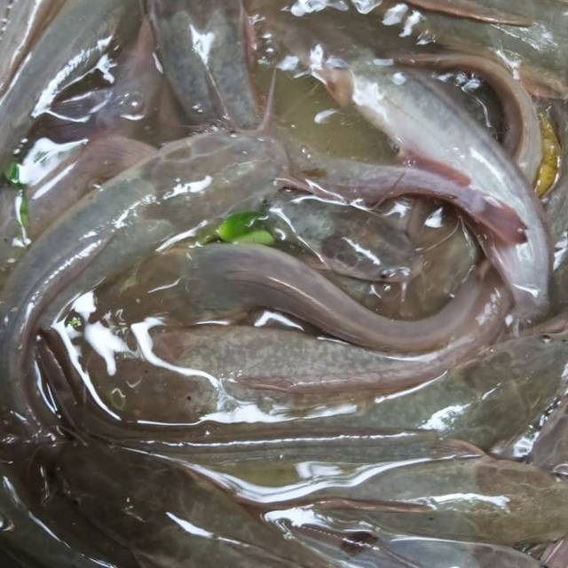 

IKAN LELE SEGAR 500-1000gram
