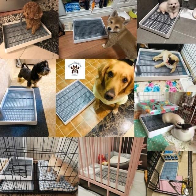 Alas Kandang | Pee Tray - Pet Toilet Alas Kencing Hewan Large - Dog Toilet