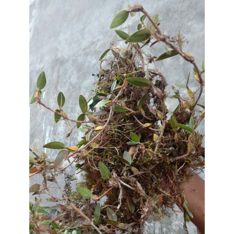 Tanaman hias anggrek hoya carnosa putih #hoya carnosa