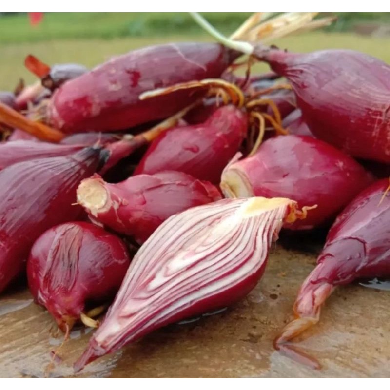 

BAWANG DAYAK FRESH _1KG