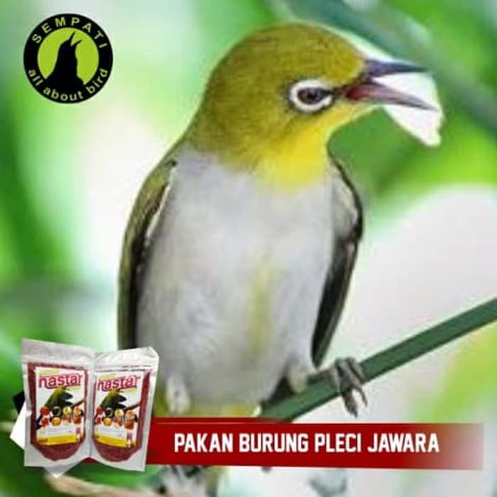 Pakan Burung Pleci Ciblek Decu Gelatik Ganas Cetar Nastar Hw