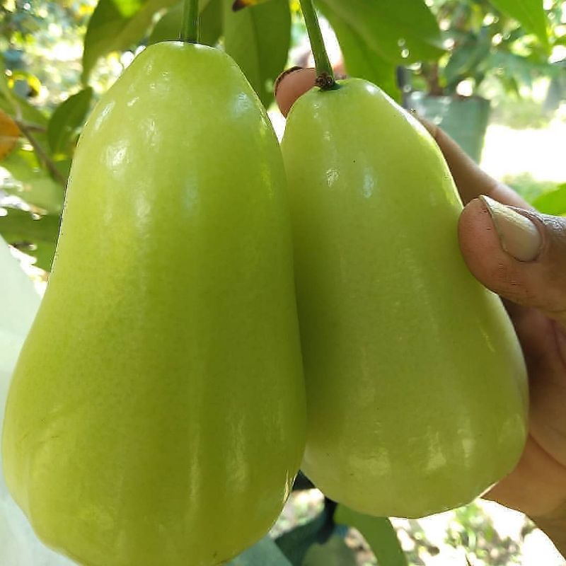 Bibit Jambu Air Madu Super Green