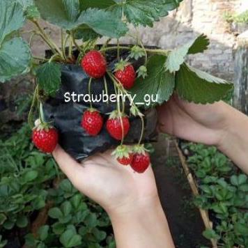 ⚡ERBA MURAH Bibit indukan stroberi berkualitas produck terbaik