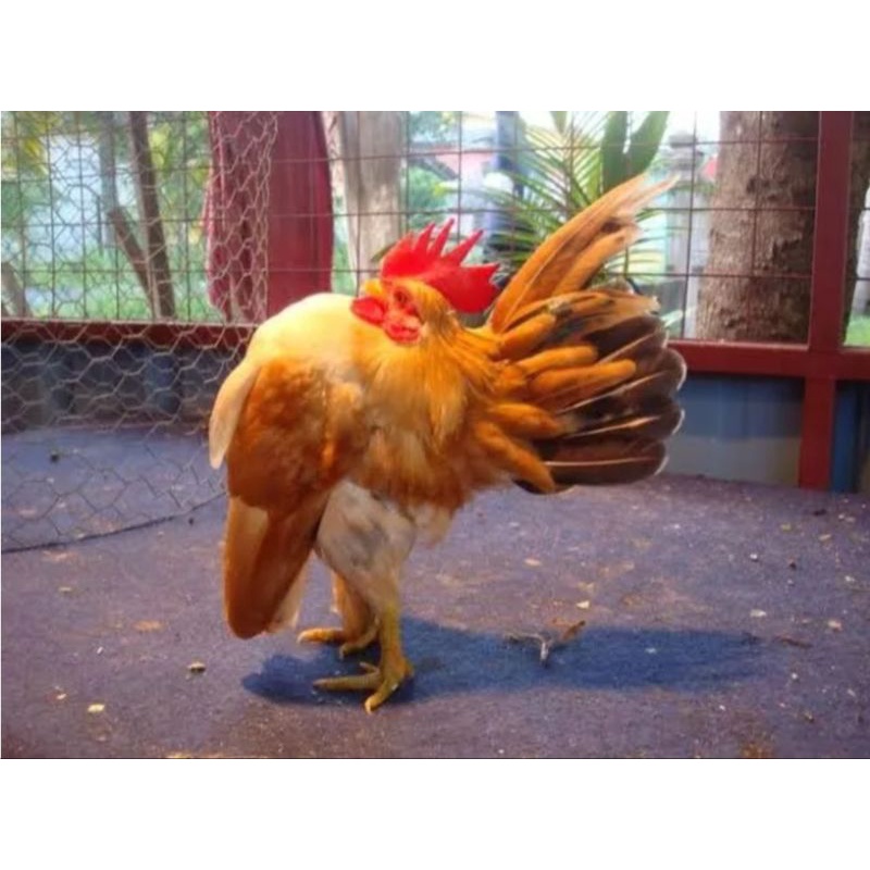 

TELUR AYAM HIAS SERAMA SIAP DI TETASKAN