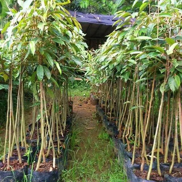 Bibit Durian Musangking Kaki 3 tinggi 150cm
