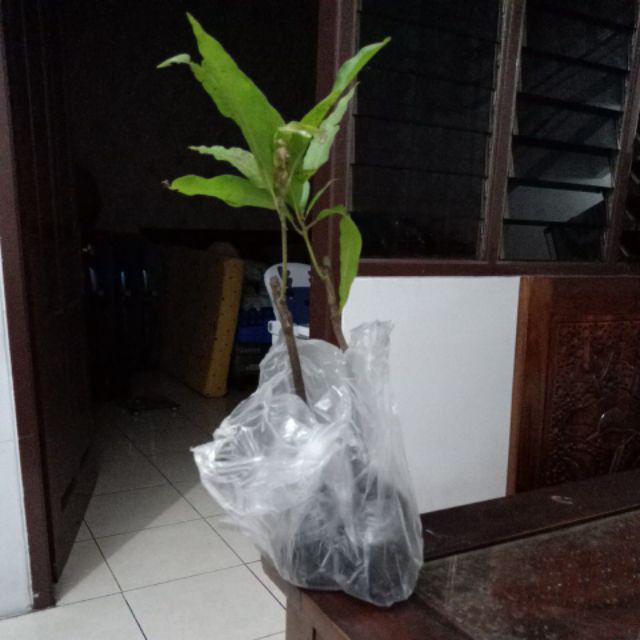 Bibit Mangga Agrimania