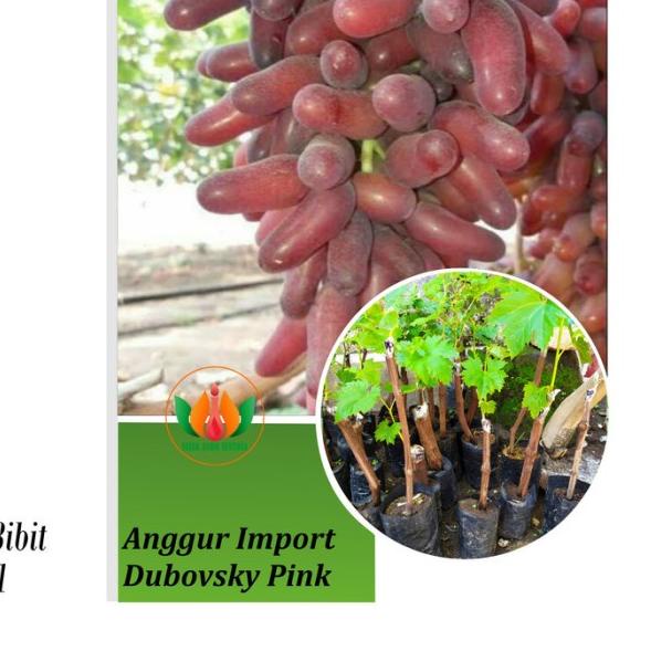 Best Produk Bibit Tanaman Buah Anggur Import Dubovsky Pink Tankss Shopee Indonesia