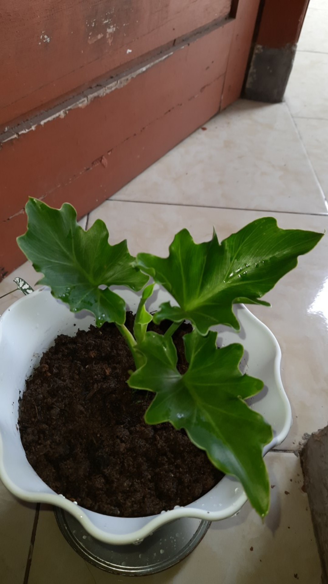 Philodendrom Selloum