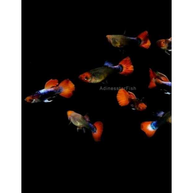 IKAN GUPPY TOXEDO KOI