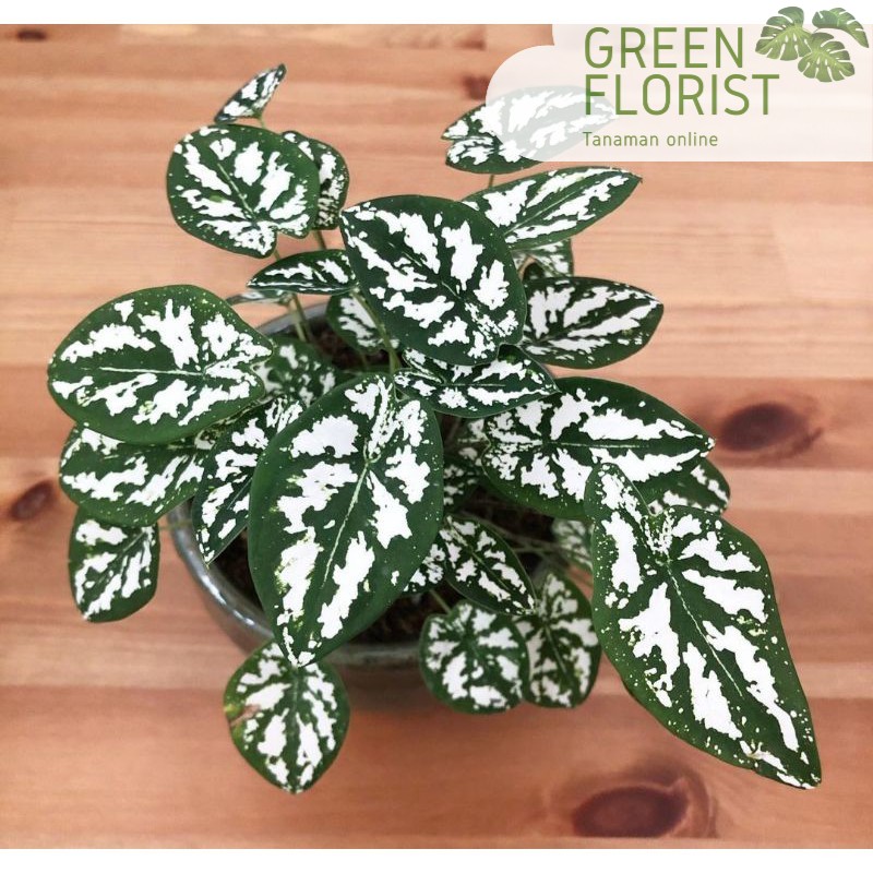 Caladium Liliput Humboldtii/Keladi Mutiara/Keladi Liliput