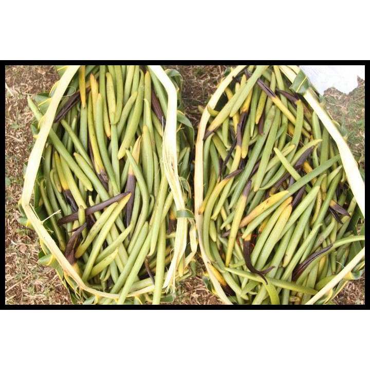 

Vanili Premium A 20Gr / Vanila Bean Premium Grade A 20Gr - Dipanen Tua