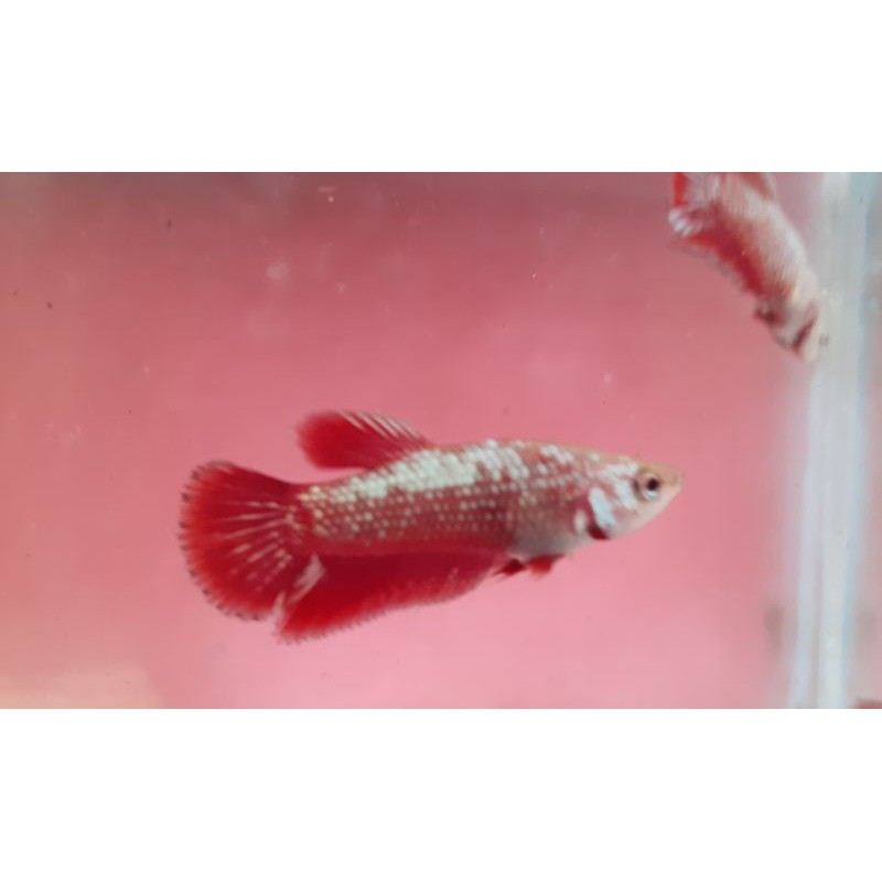 ikan cupang black samurai red gold