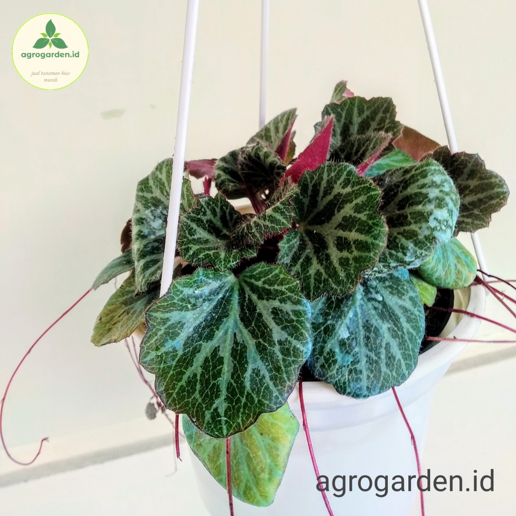 Tanaman Hias Begonia Strawbery Rimbun