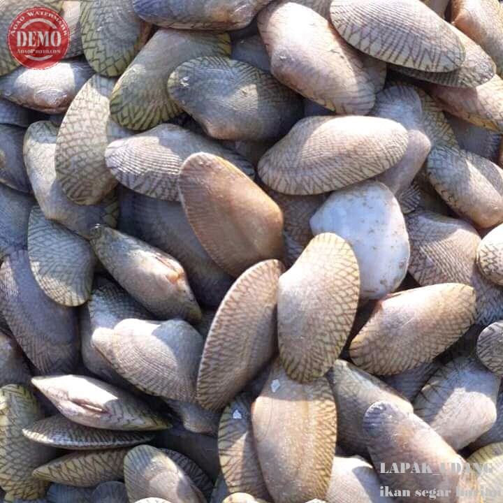 

Kerang Batik Hidup Kerang Segar Seafood