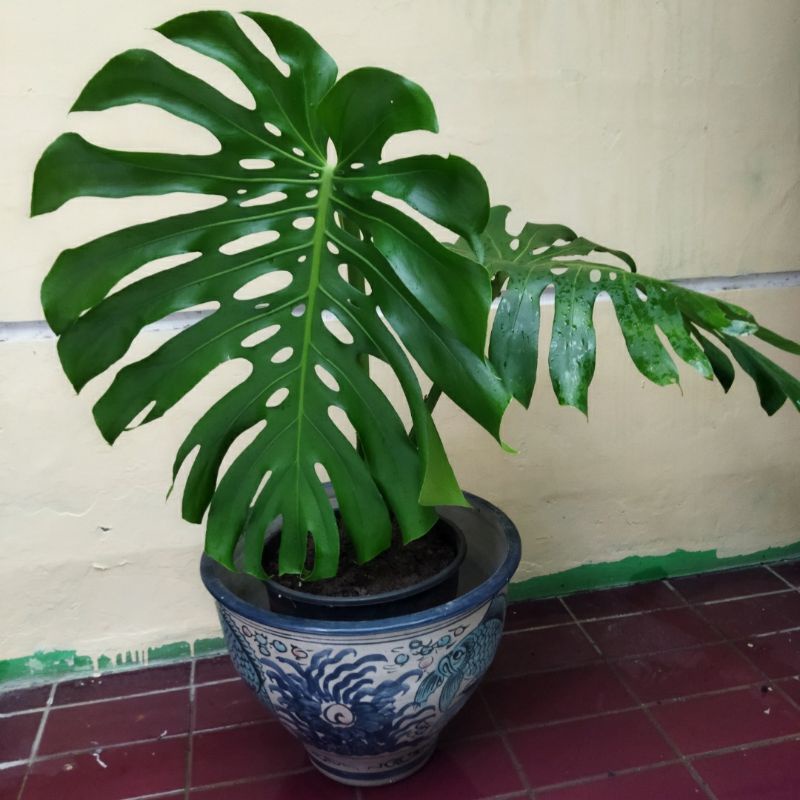 monstera deliciosa king | monstera king | monstera deliciosa