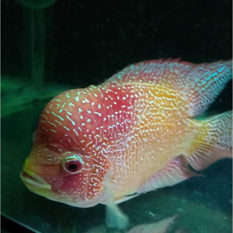 BURAYAK_LOHAN_GOLDENBASE_CENCU_3cm