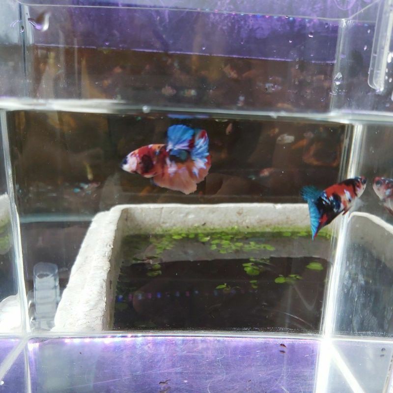 FLASH DEAL 1 PAIR Cupang Nemo Galaxy Multicolor SIAP BREED GRADE