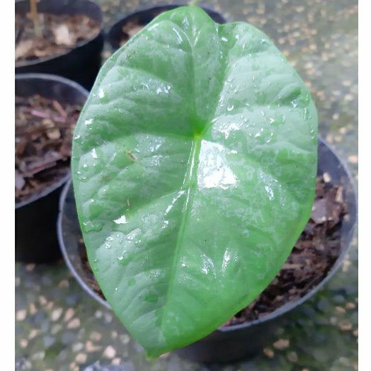 Alocasia melo badak rawatan
