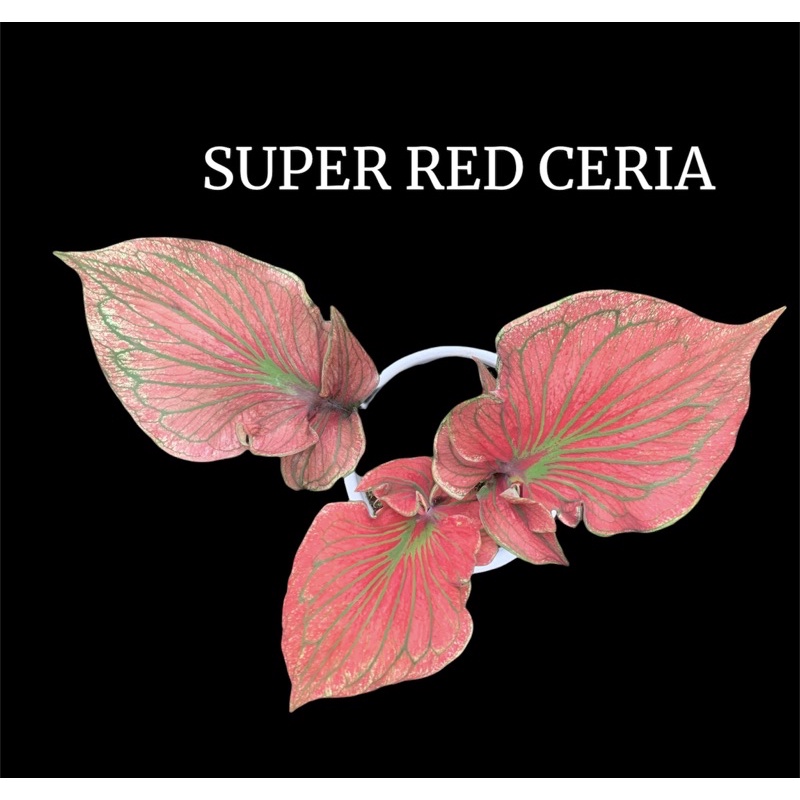 BIBIT CALADIUM SUPER RED CERIA GANDA