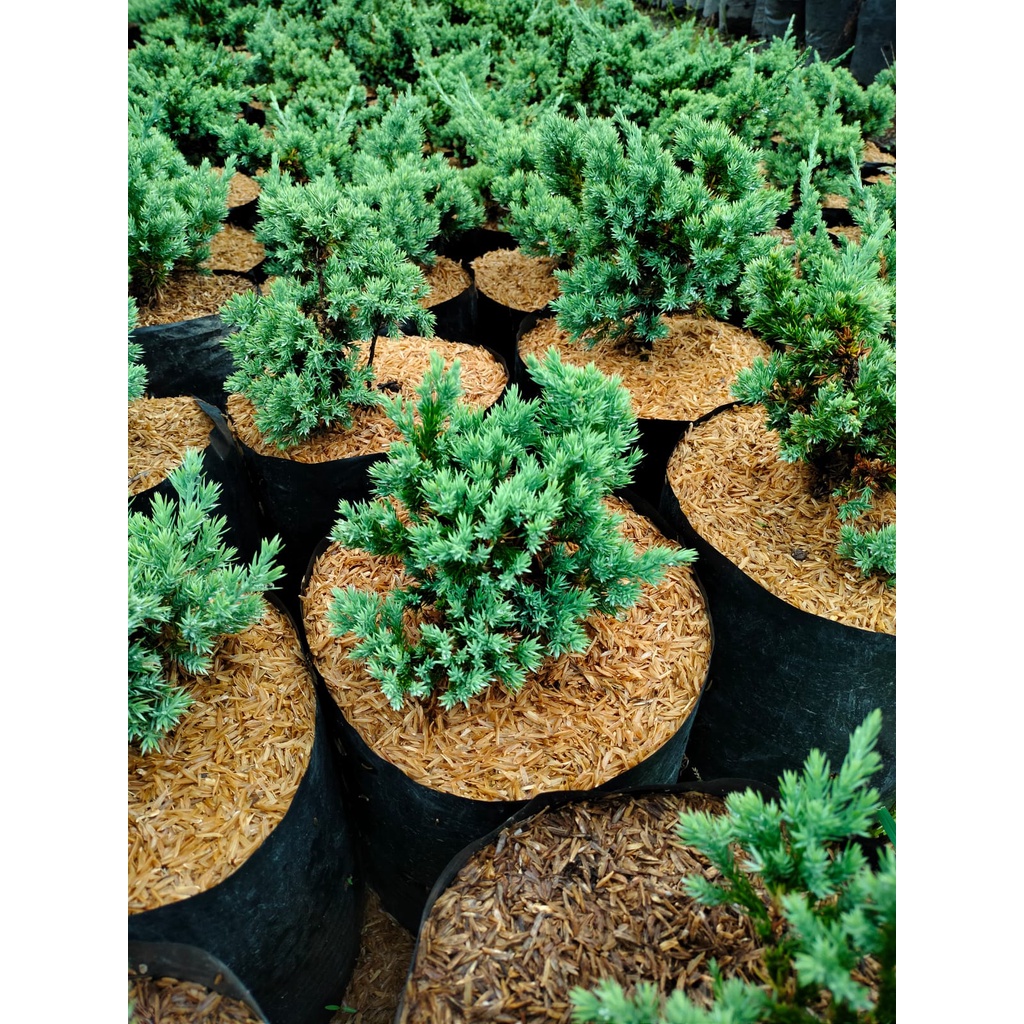 Cemara Buaya - Juniperus Horizontalis - Cemara Bajul - Bahan Bonsai Prospek - Tanaman Hias