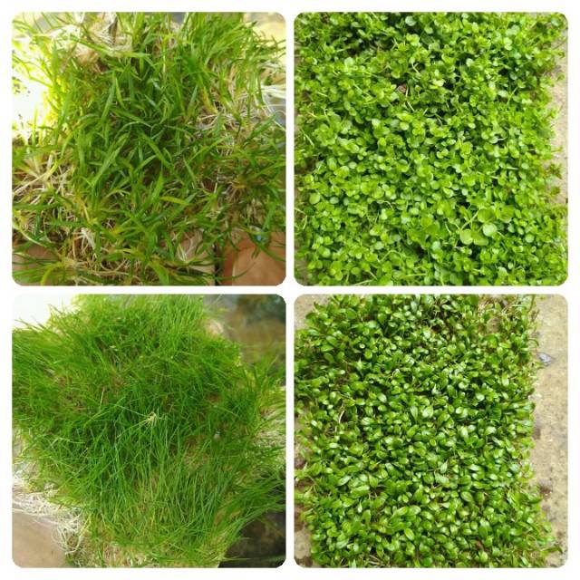 Paket  tanaman karpet  4jenis tanaman aquascape