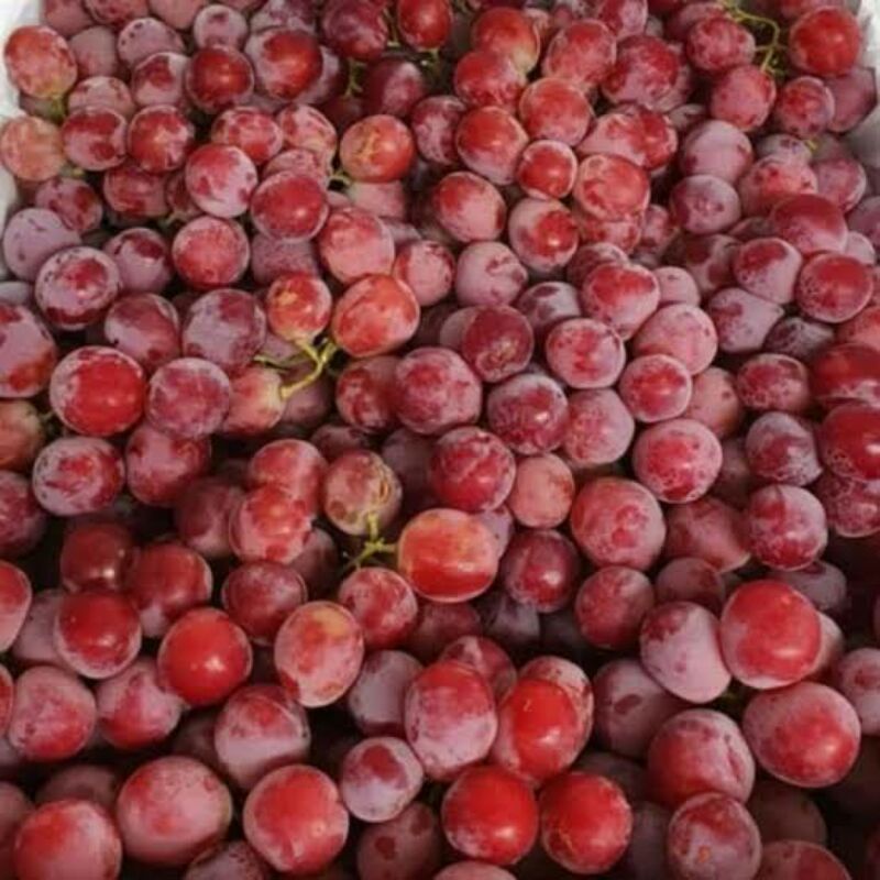 

anggur red globe 1kg