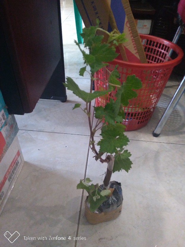 Bibit Anggur Import Ninel (grafting)