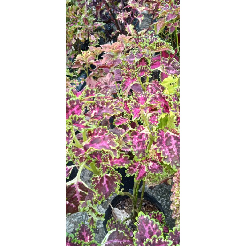 Miana premium serian pink