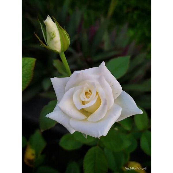 Bibit mawar putih