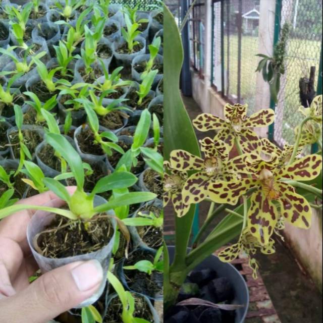 Anggrek grammatophyllum dewasa