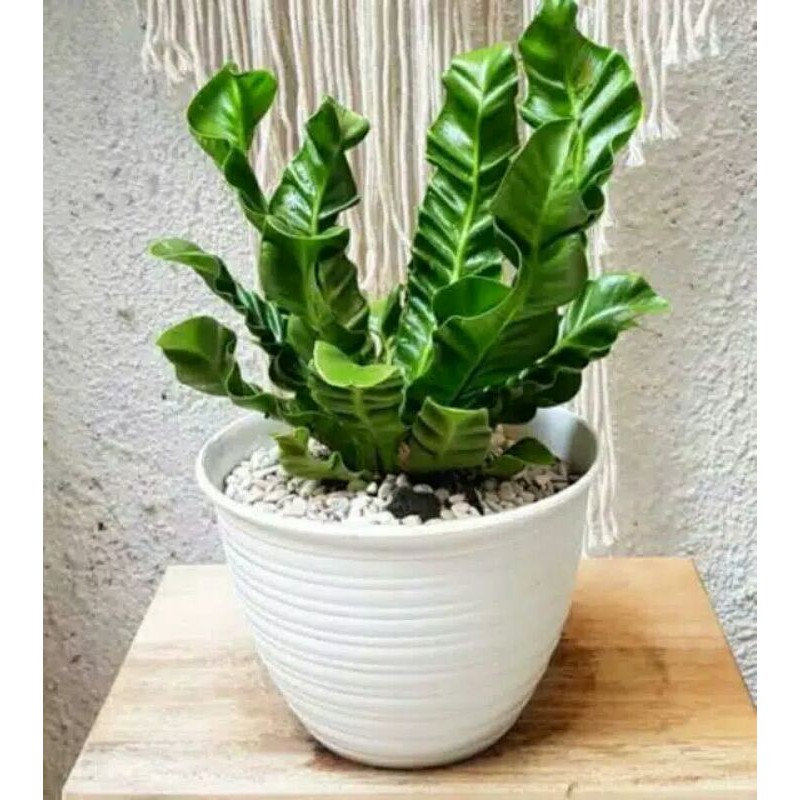 Bibit Tanaman hias Kadaka Lasagna Mini -Pohon Kadaka Lasagna mini