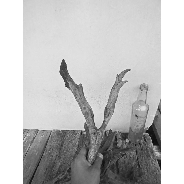 kayu rentek aquascape