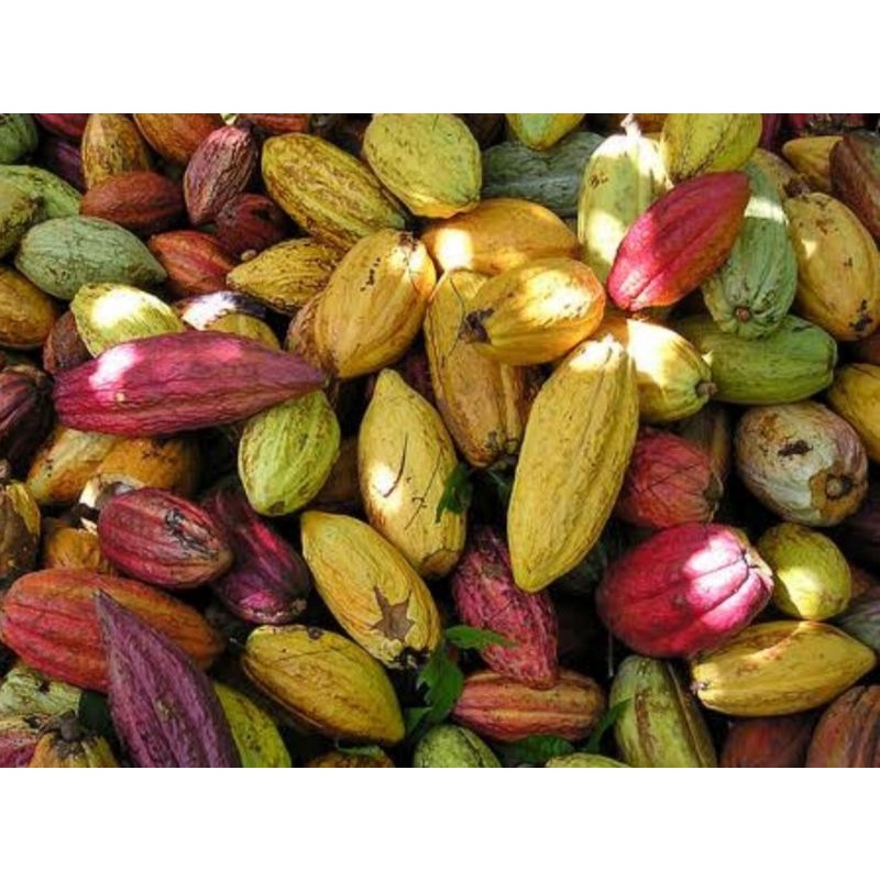 

Buah kakao segar/buah coklat langsung dipetik