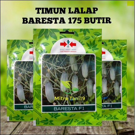 BENIH BIBIT TIMUN MENTIMUN BABY LALAP BARESTA SP 175 CAP PANAH MERAH