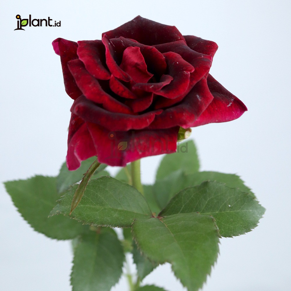 Tanaman Bunga Mawar Hitam