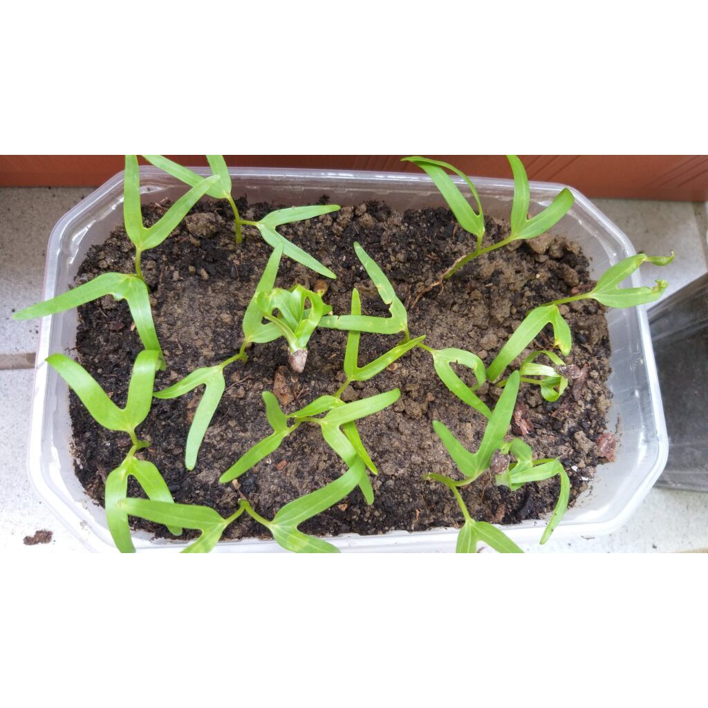 1000 Biji - Benih Kangkung BANGKOK LP-1 - Bibit Kangkung Darat / HIDROPONIK-2