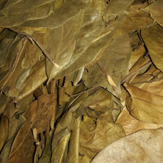 

DAUN SIRSAK 20GRAM 20 GRAM