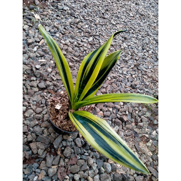 tanaman hias sensivera golden flame