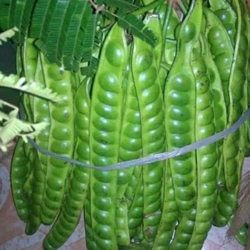 

pete tua super cocock untuk lalap harga super murah barang kualitas tinggi (40rb/5batang)