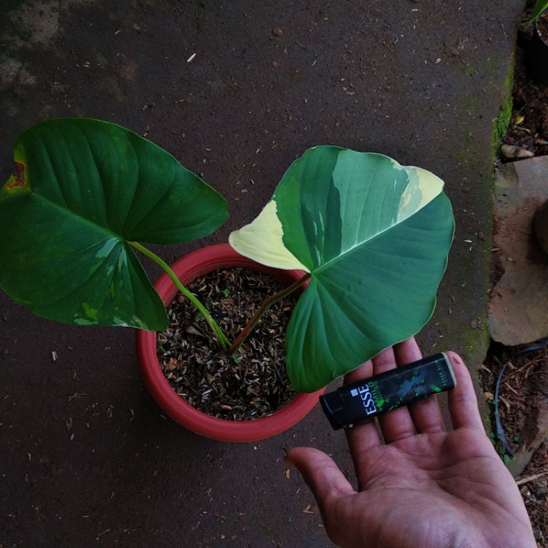 homalomena pendula var white