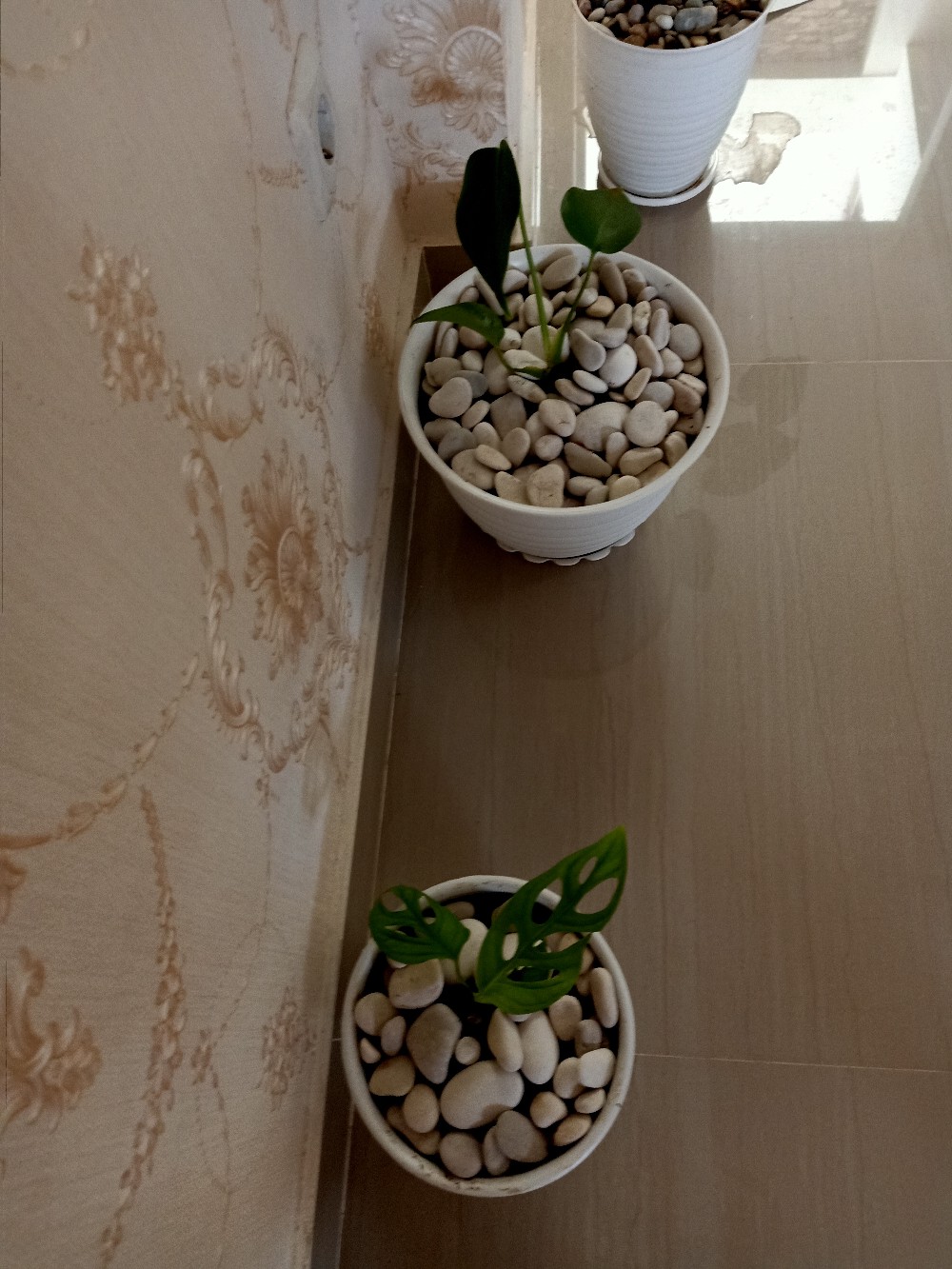 Janda Bolong- Tanaman Hias Monstera Obliqua Lokal