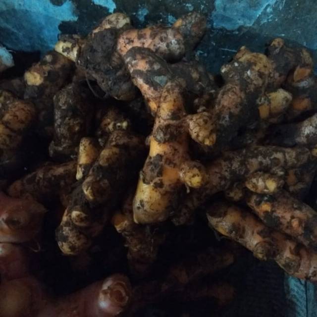 

KUNYIT