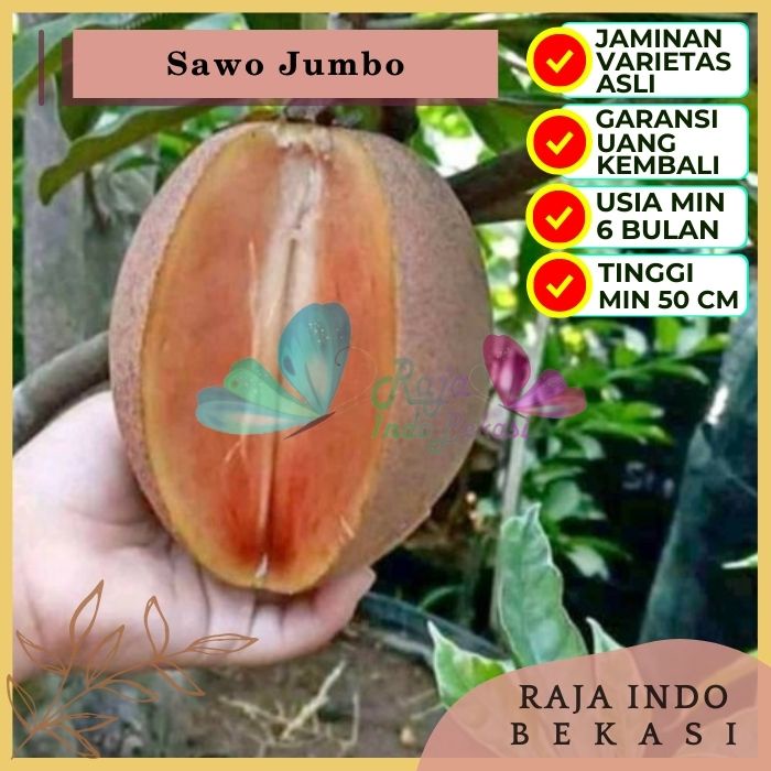 Bibit Tanaman Buah SAWO JUMBO Premium