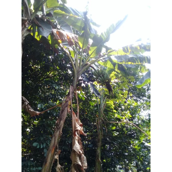 Pohon pisang raja sudah berbuah/pisang raja sajen